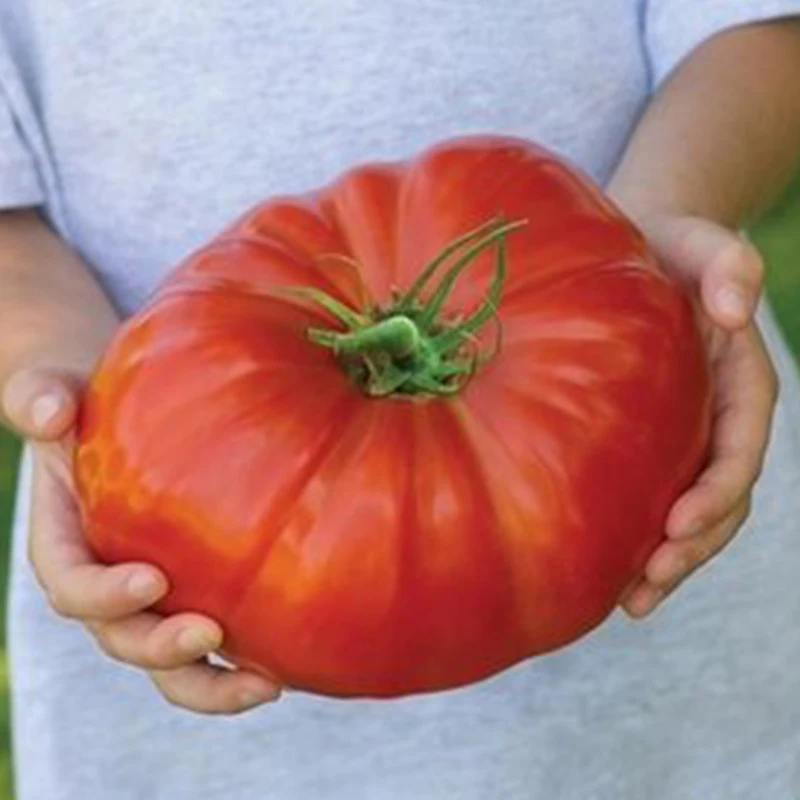 

100 pcs Giant Tomato seedsplants bonsai Extra Large Tomatos Rare Vegetables bonsai Easy Growing For Home Garden Pot Plant BU19
