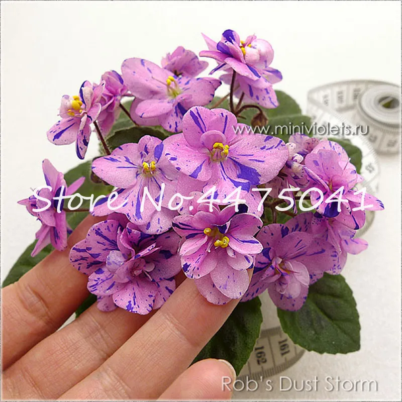 Hot! 100 Pcs Mix Color Available African Violet Bonsai For Viewing Flower Evening-Scented Stock Violet Perennial Herb Violets Hot! 100 Pcs Mix Color Available African Violet Bonsai For Viewing Flower Evening-Scented Stock Violet Perennial Herb Violets