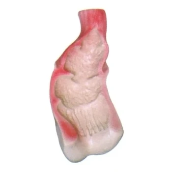 

Human rectal internal anatomical model Teaching demonstration model simulation fre shipping