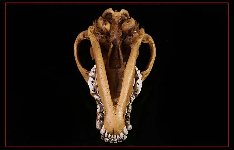 12x22x11 см/животных художественное украшение для дома Изделия из смолы черепа 1: 1 имитационная модель волка череп из смолы