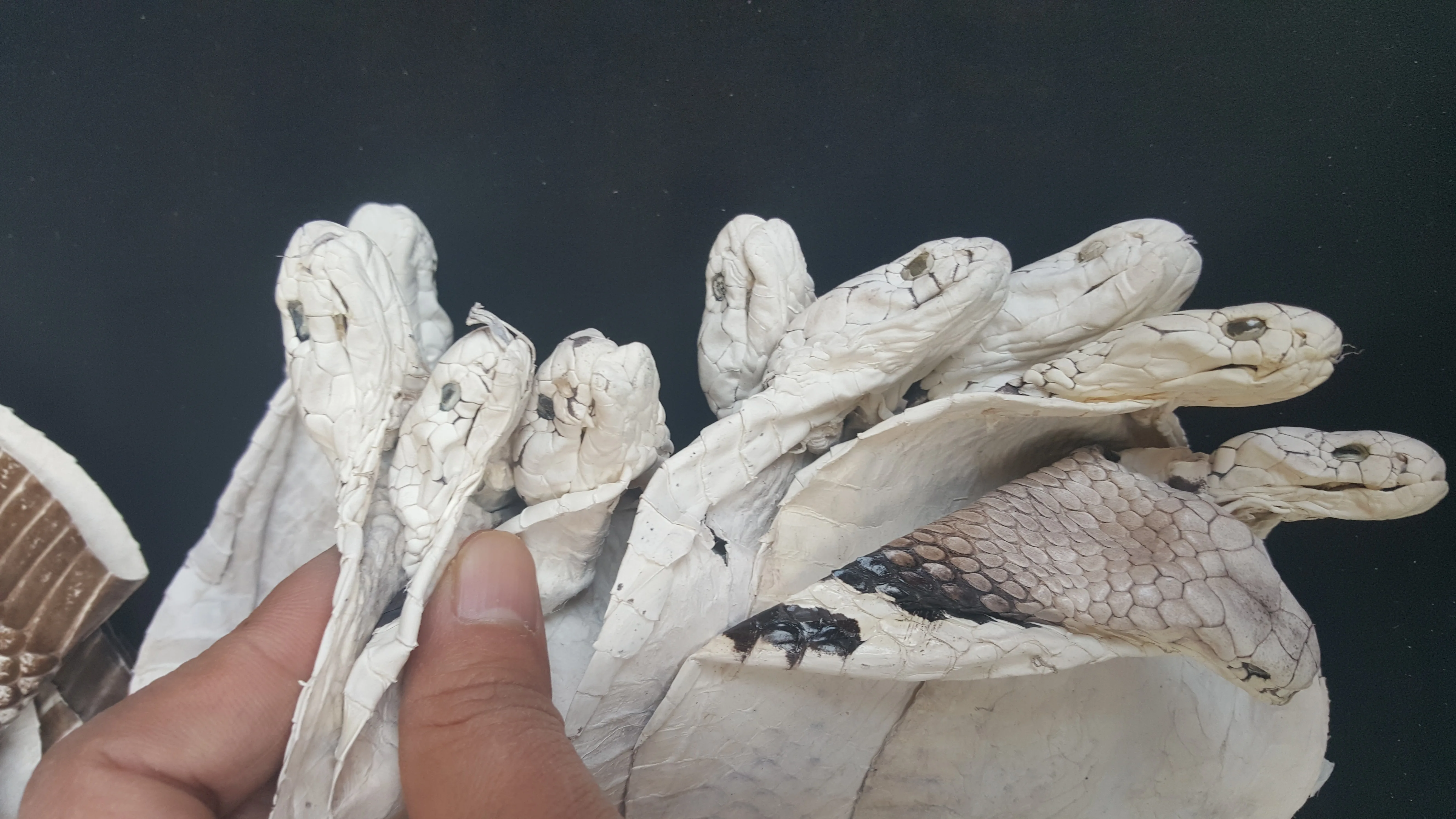 

NOT WILD Real Snake Genuine Asian Spitting Cobra Snake Skin Snakeskin Head Taxidermy Natural oddies 1432