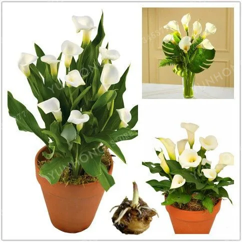 

2Pcs / White Calla Bonsai DIY Potted Plants Indoor / Outdoor Potted Bonsai 95% Mixed Colors Plants (Bonsai)