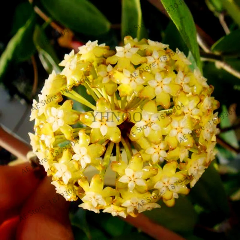 100 шт./упак. Редкие Hoya цветок flores, Орхидея, растения, в помещении бонсай Flowerfor дома и сада посадки легко растить - Цвет: 8