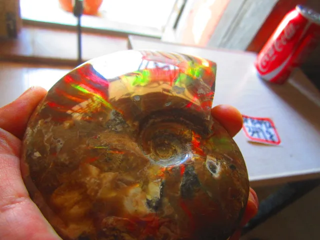 Special Offers 349g(0.76 lb) Iridescent Ammonite Ammolite Specimen Fossil Madagascar BFB492