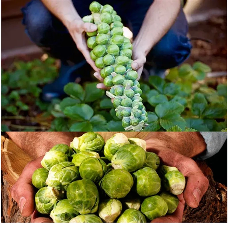 Edible Organic 10Pcs Brussel Sprouts Seeds Health Vegetables Green DIY