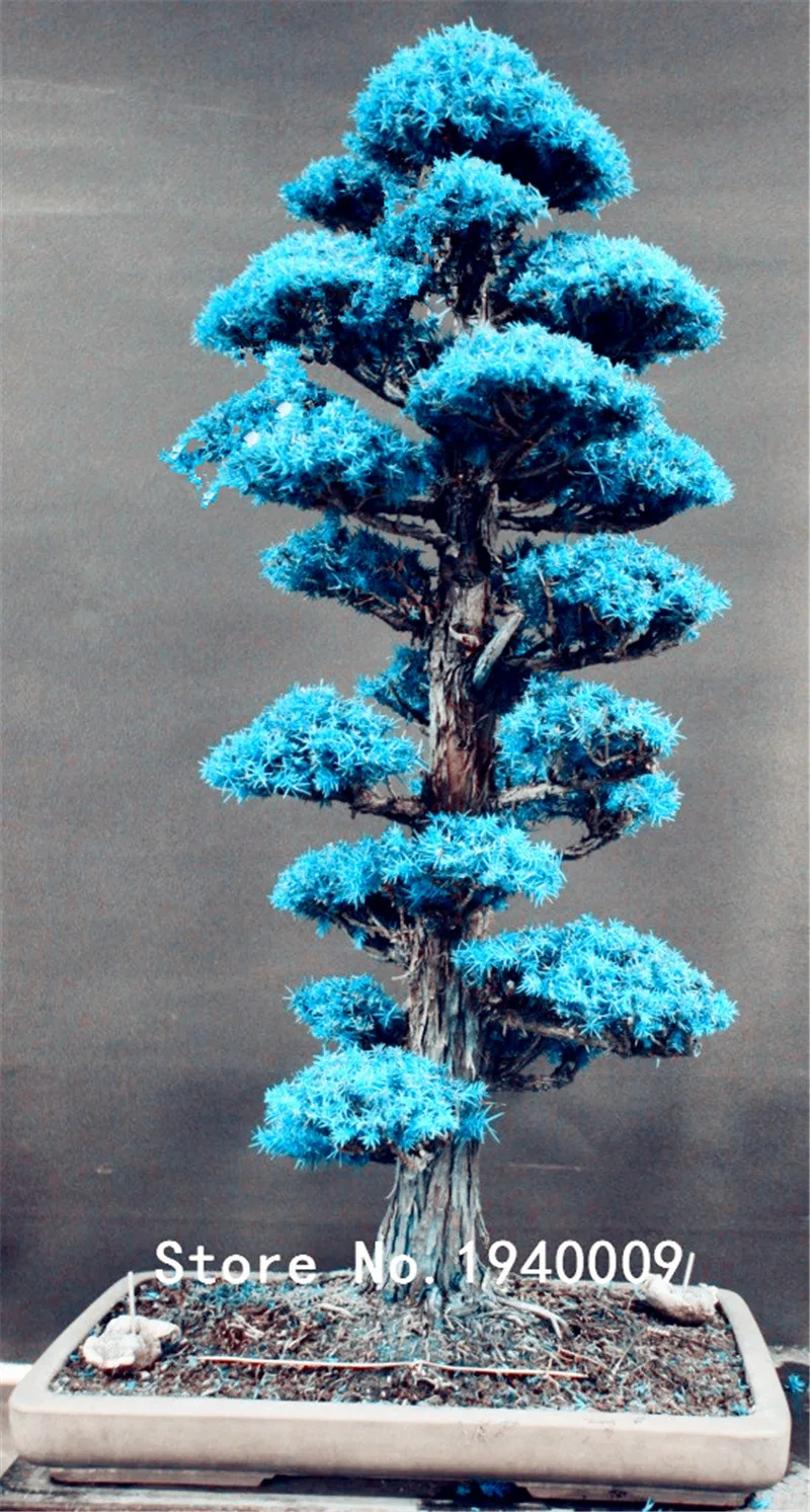 

30 Pcs Bonsai Japanese Cedar Tree Ornamental Tree Bonsai Everygreen Woody For Home Garden Pot Semillas bonsais planta tree