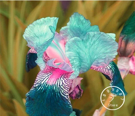 

50 pcs/Pack pink Iris bonsai, New 2018! popular perennial garden flower ,gorgeous cut flower,#B6YBN2