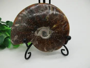 

AAA Natural Colorful Ammonite Fossil Specimen Shell Mineral Healing Crystal Specimens Healing Home Decorations Furnishing