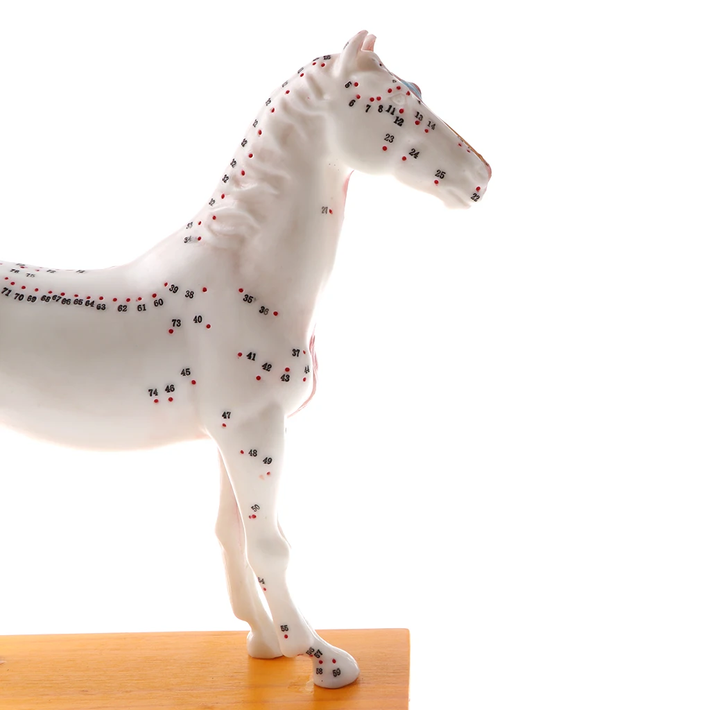 Professional 114 Acupuncture Points Horse Anatomical Model School Teaching Display Lab Supplies