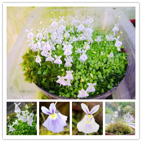 

100 Pcs / Bag Small White Rabbit Bladderwort Carnivorous Plants Bonsai Garden Home Utricularia Sandersonii Bonsai Ornaments