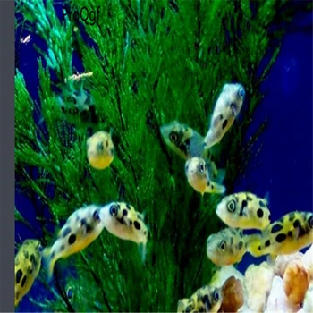 

100Pcs A Set Carinotetraodon travancoricus