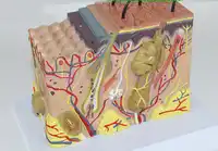35X Three-dimensional skin model medical cosmetic plastic skin structure model enlarged anatomical model