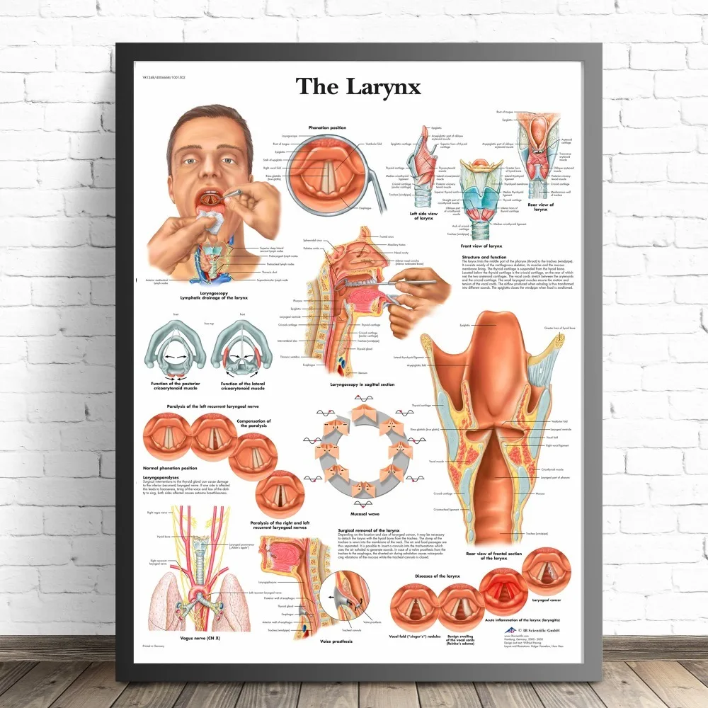 Анатомия человеческих органов, диаграмма, плакаты и принты, холст, художественная декоративная стена, картины для гостиной, домашний декор, картина без рамы