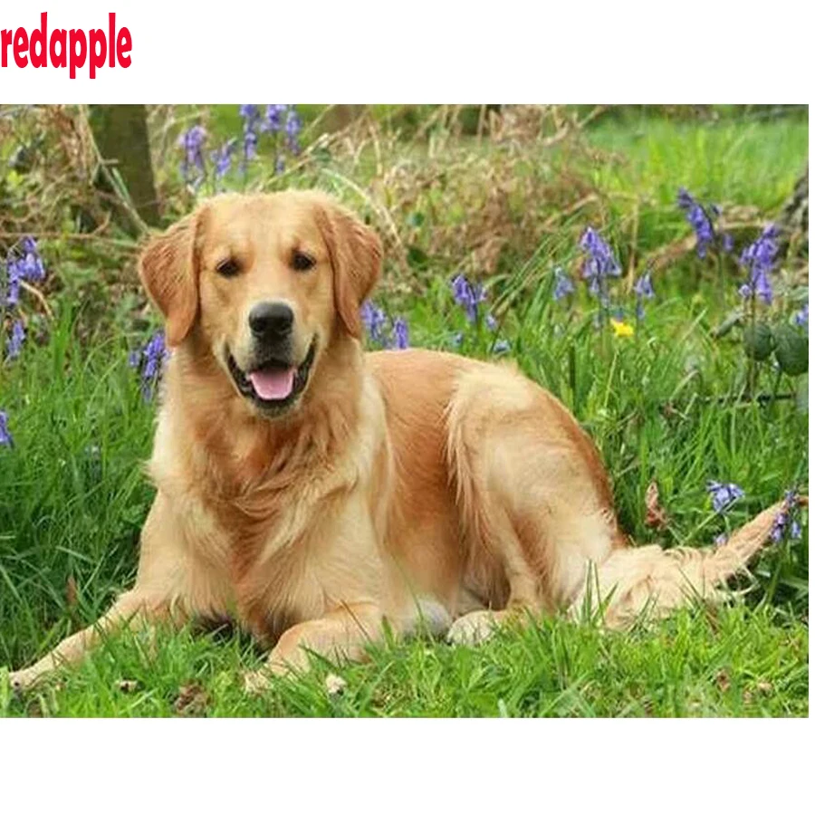 Золотистый ретривер рост. Лабрадор с шерстью ретривер порода собак. Золотой ретривер самка. Как назвать золотистого ретривера. Как назвать золотистого ретривера.