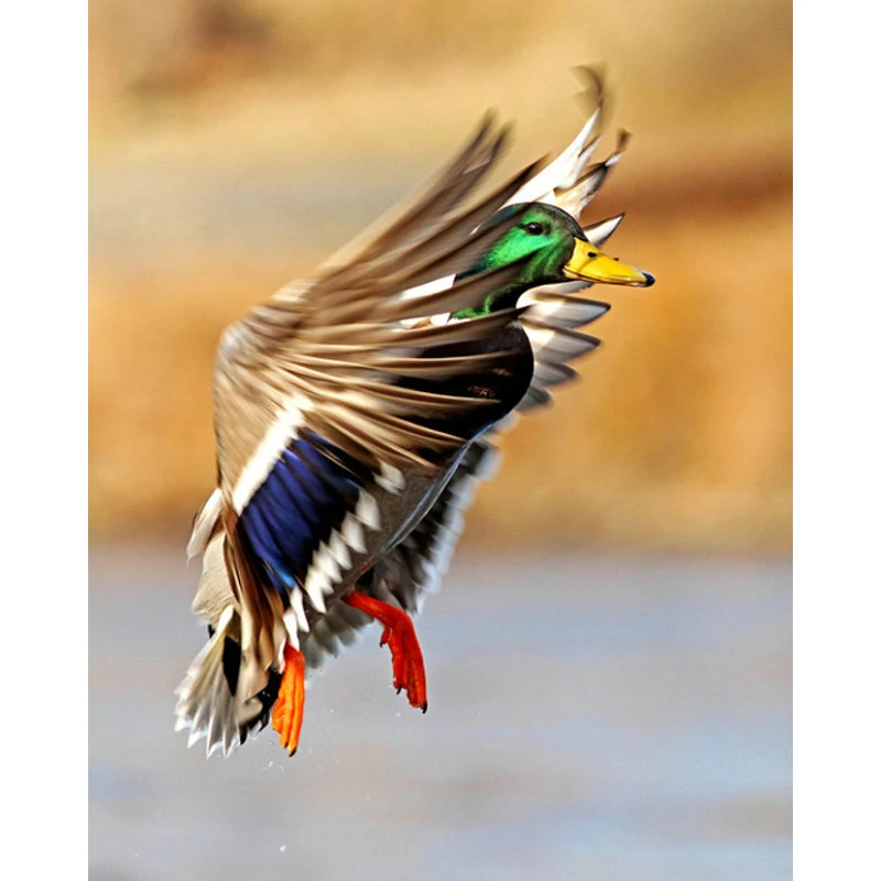 YIKEE diamond painting Wild duck,full square diamond painting,diamond