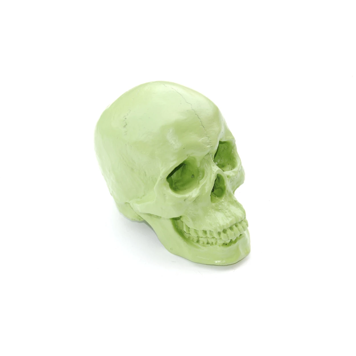 Large - Life Size  Human Anatomy - Faux Apple Green Human Skull - Resin Home Decor - Table Top Skeleton Head  SK32