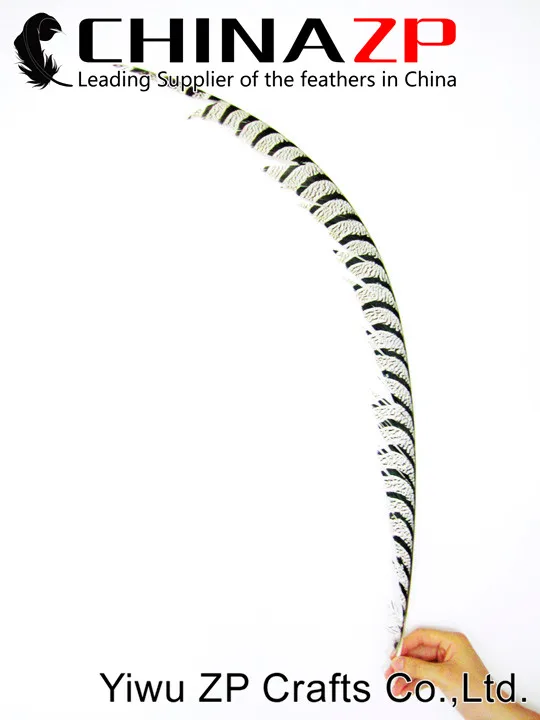 Natural ZEBRA Lady Amherst Pheasant Tail Feathers (21)