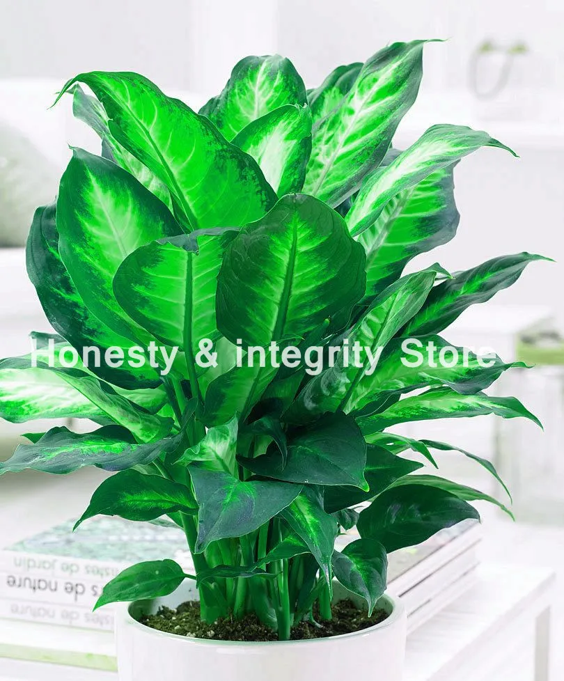 

100 Pcs Dieffenbachia Bonsai Dwarf Ornamental Bonsai Dieffenbachia Tree Office Purify Air Absorb Harmful Gases DIY Home Garden