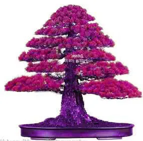 Details about 100PCS Rare Tree bonsais Bonsai Plant JAPANESE Cedar