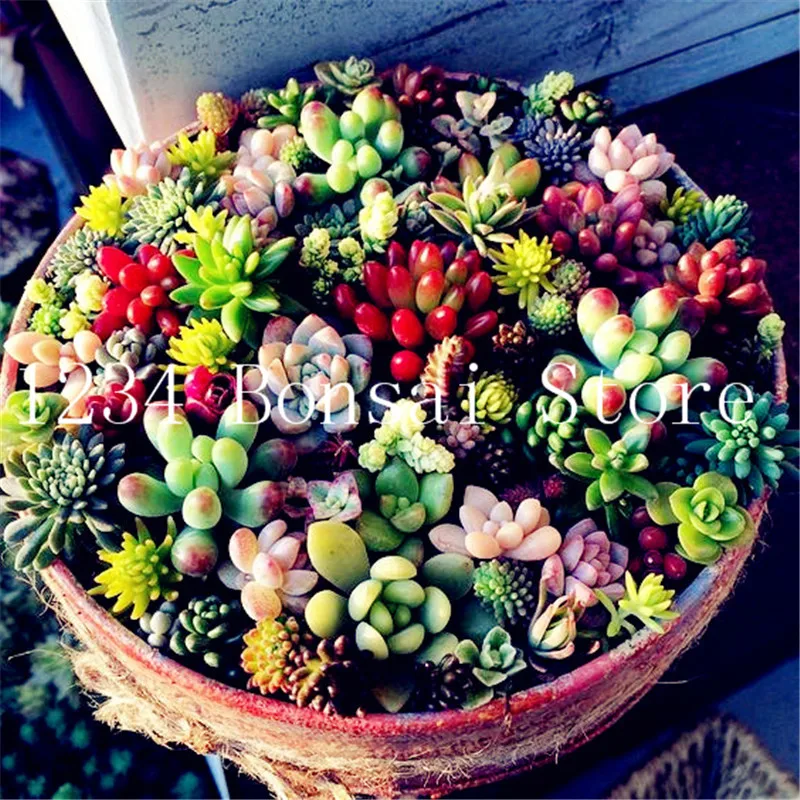 200 шт. мини сочные бонсай редкие суккуленты Graines Jardin Des Plantes graines для дома и сада офисные настольные декоративные растения 200 шт. мини сочные бонсай редкие суккуленты Graines Jardin Des Plantes graines для дома и сада офисные настольные декоративные растения