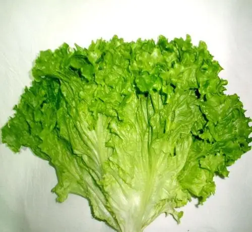 

High Quality 200 Pcs lettuce Bonsai Concentrated Flavor Tender Crisp Green Vegetable Plant Small Home Garden Cultivation