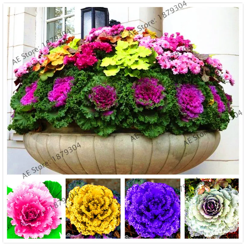 Us 03 50 Offpot Bunga Dan Tanaman Hias Kale Bonsai Sangat Bergizi Sayuran Flores Untuk Taman Rumah Empat Musim 100 Pcs In Bonsai From Rumah