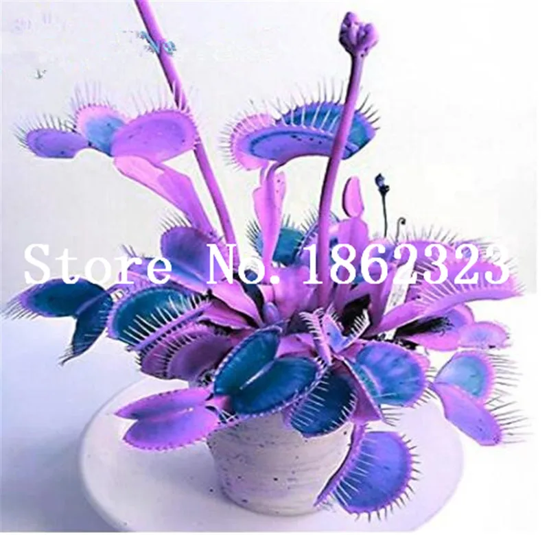 Big Promotion! 100Pcs Potted Insectivorous Bonsai Plant Blue Dionaea Muscipula Carnivorous Plants Giant Clip Venus Flytrap Plant Big Promotion! 100Pcs Potted Insectivorous Bonsai Plant Blue Dionaea Muscipula Carnivorous Plants Giant Clip Venus Flytrap Plant