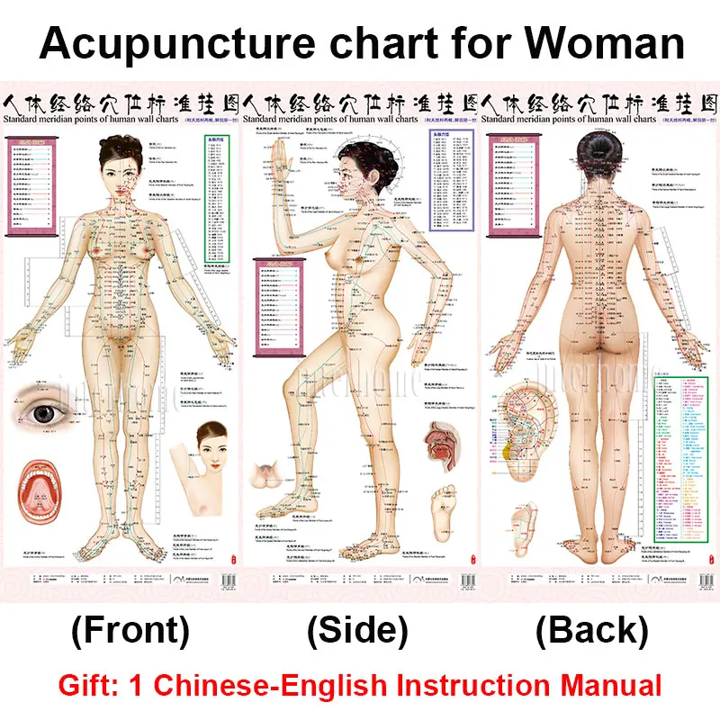 Acupuncture-chart(WOMAN)