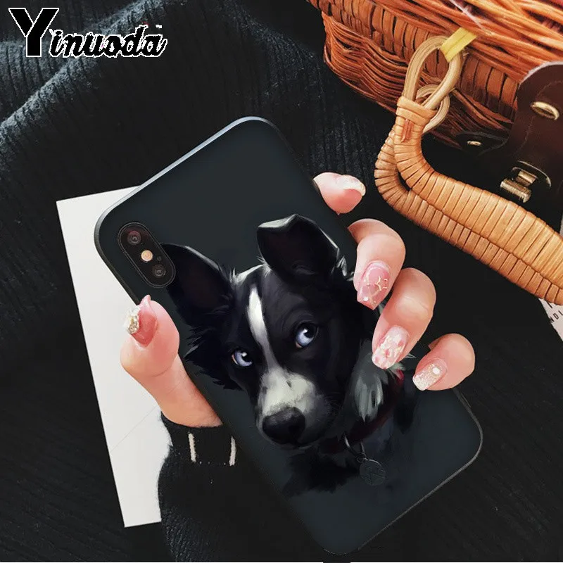 cute Border collie Dog