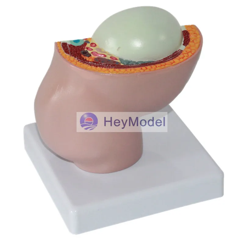 HeyModel Женская Тазовая средняя сагиттальная модель с секциями мужской