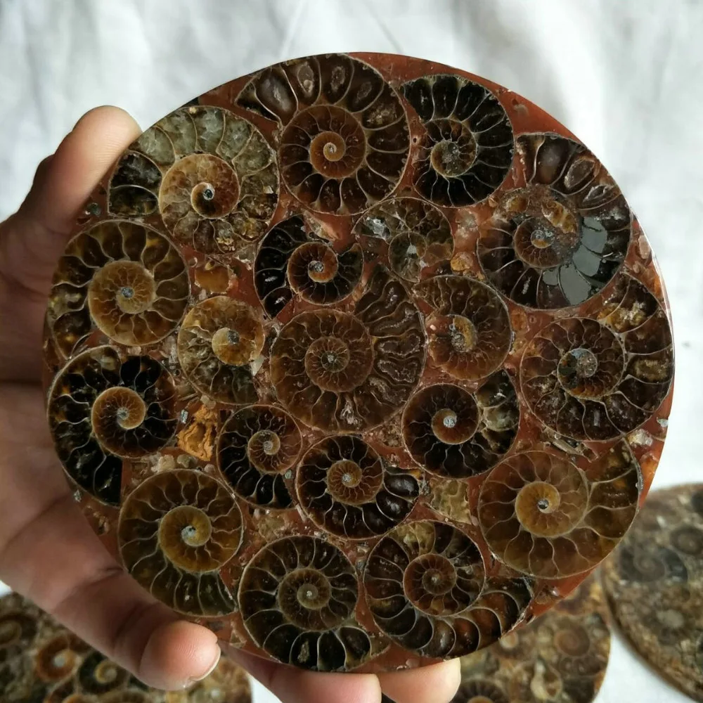 

Natural Rainbow Split Ammonite Fossil Cut in Half from Madagascar healing. Wholesales Price, Free Shipping