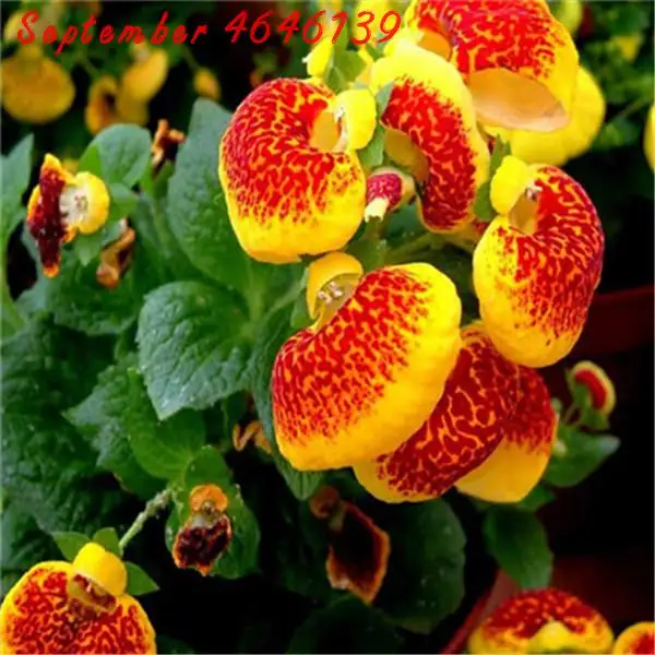 

100Pcs Calceolaria Bonsai Dicentra Spectabilis Rare Flower In Home Garden DIY Bonsai Beautiful Outdoor Plants Easy Planting
