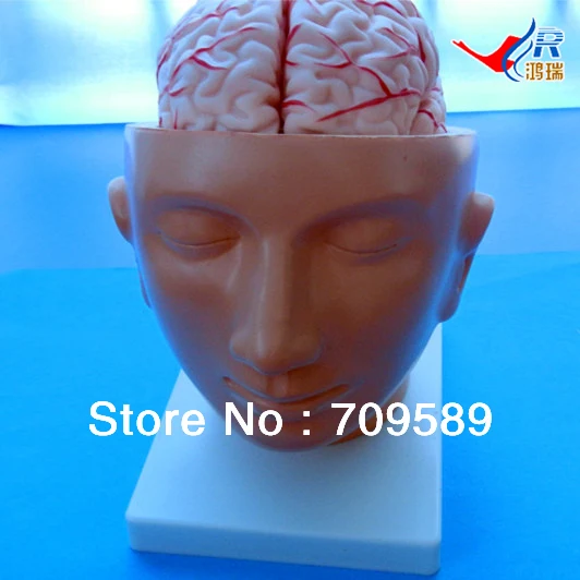 

ISO Human Head with Brain And Brain Artery Model, Head Model
