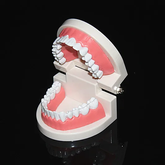 

teeth model teaching model dental mode Oral care Teeth Cleaning Teaching Model 1::1 Adult Standard Dental model 1:1 proportion