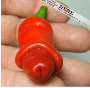 200 seeds Garden plants Peter Seeds sementes home bonsai Pornographic plantas Chili  vegetable seed Penis chili pepper