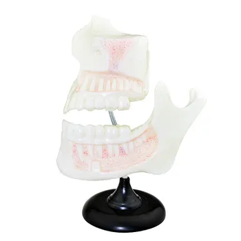 

Children Six Times Large Tooth Model Realistic Dentition Anatomical Models Tooth Structure Medical Teaching Aids Supplies