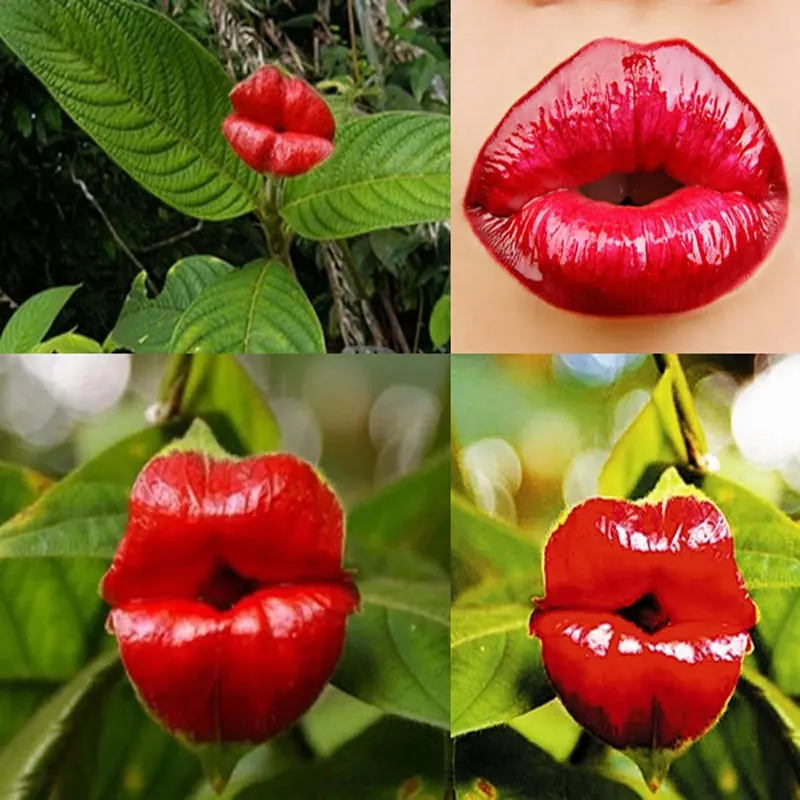 Бонсай 100 шт. кашпо Семена психотрии цветок губы как сексуальные губы растений