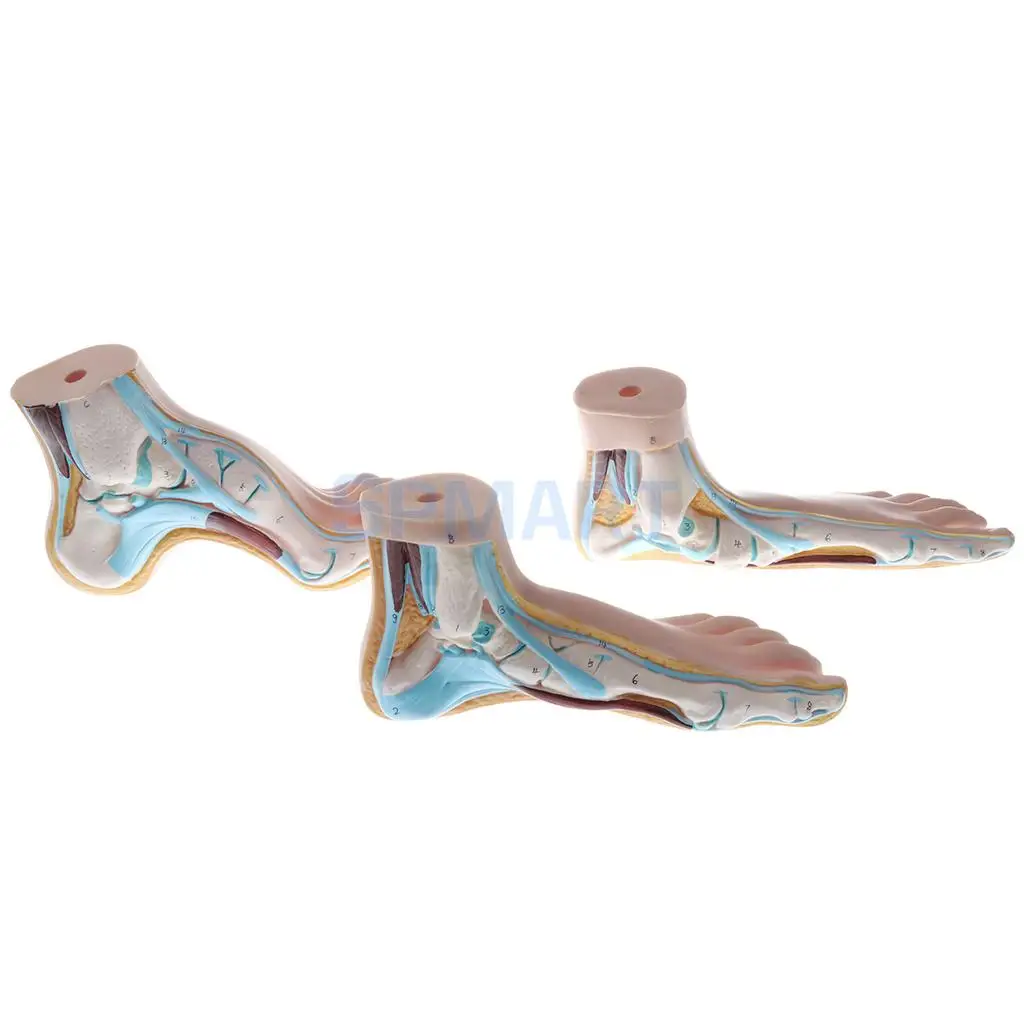 1:1 Lifesize Set of 3 Pieces Human Normal Flat Arched Foot Anatomical Model Lab Equipment