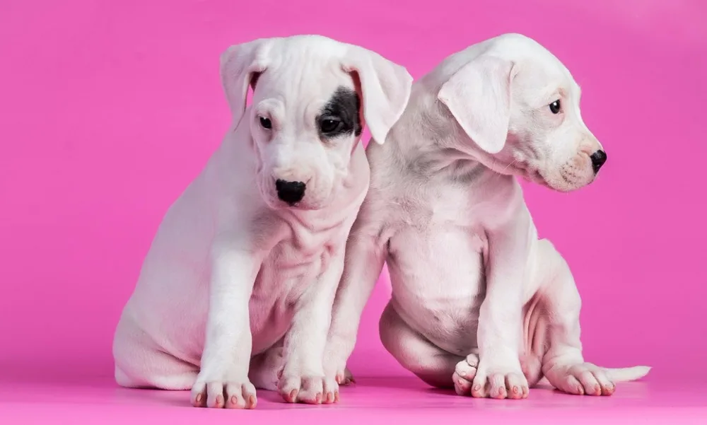 O-Dogs-24(100x60)