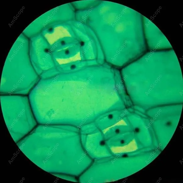 Преподавания демонстрация-amscope поставки 40X-2000X бинокулярный Биологический микроскоп с механической стадии