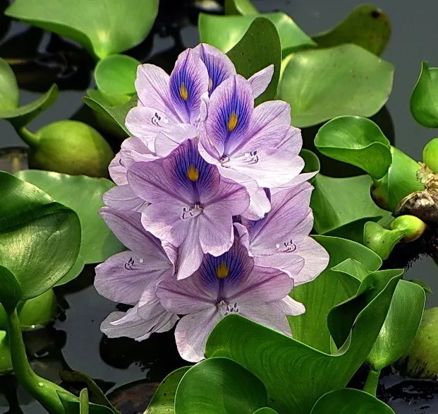 Hydrophyte water hyacinth plants pistia water hyacinth super purifier