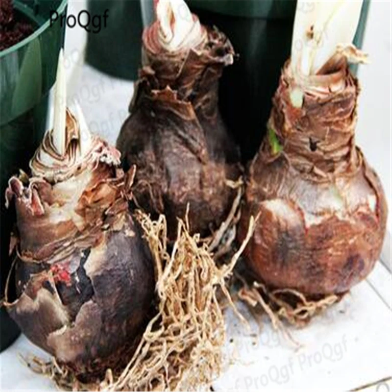 

Ngryise 5Pcs A Set Hippeastrum rutilum Amaryllis