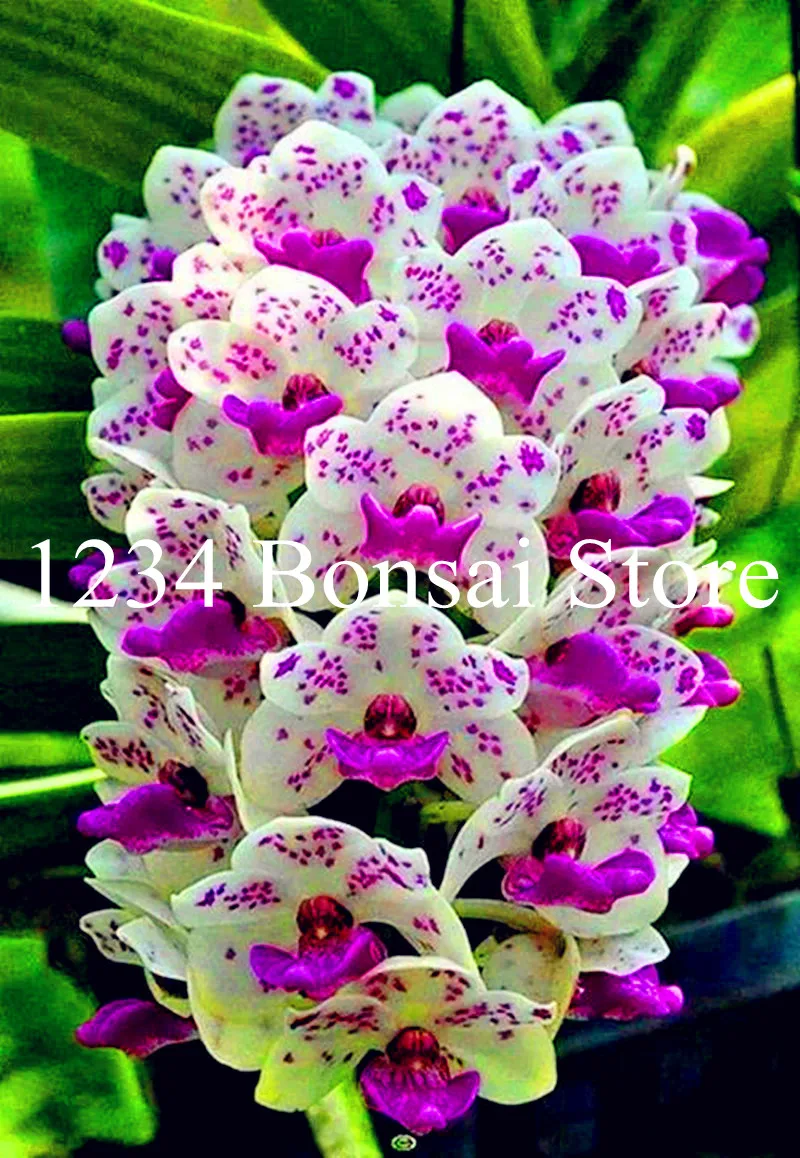Big Sale!100 pcs Rare Cymbidium orchid Plants African Cymbidiums Plantas,Phalaenopsis bonsai flower Seedling for home garden pot