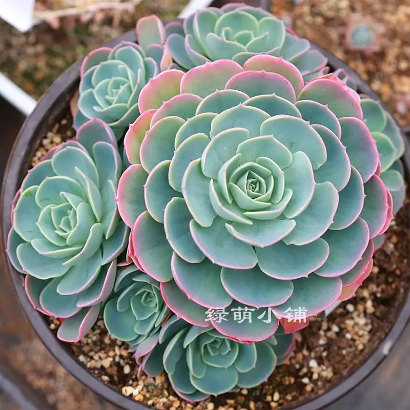 

50pcs Fresh Real Echeveria secunda Semillas - bonsai succulents plant sementes ( Yu-die )