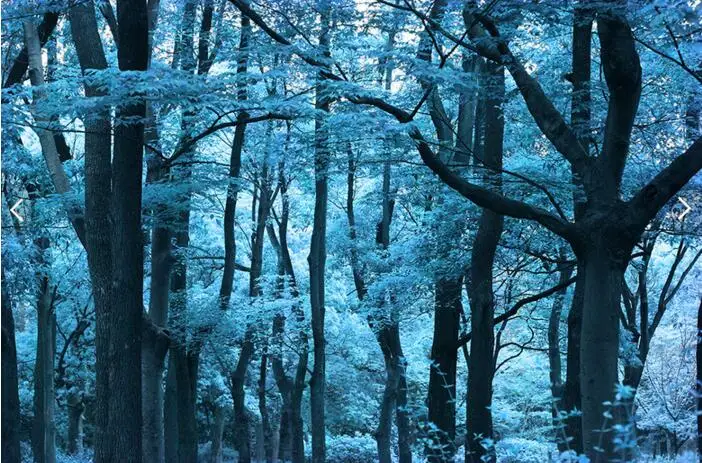 Custom Natural Landscape Wallpaper Blue Forest Mural For Living Room Sofa Office Background Wall Home Decoration Papel De Parede Forest Mural Landscape Wallpaperpapel De Parede Aliexpress