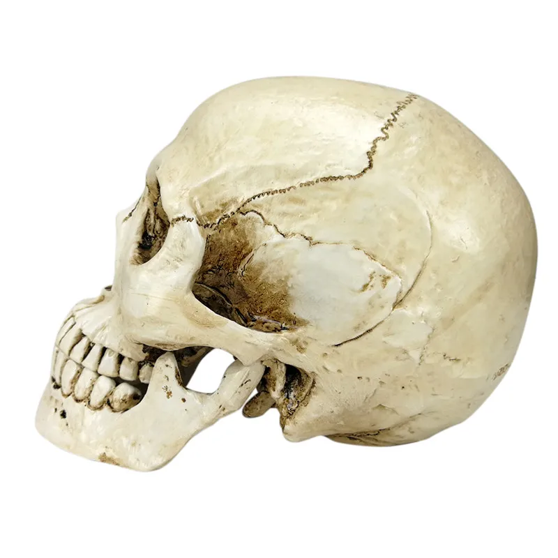 

1pc 1:1 Skull Human Head Resin Replica Lifesize Decorative Craft Halloween Home Decoration