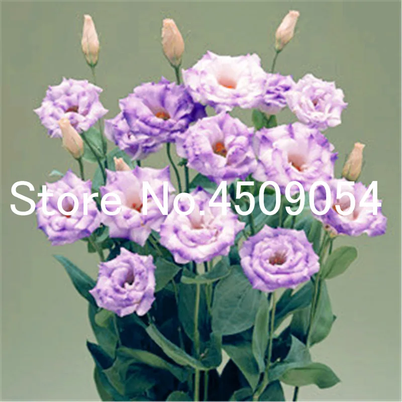 100 шт. Eustoma карликовые деревья seedsplants многолетние цветущие растения балкон горшках цветы бонсай Lisianthus для дома и сада украшения 100 шт. Eustoma карликовые деревья seedsplants многолетние цветущие растения балкон горшках цветы бонсай Lisianthus для дома и сада украшения