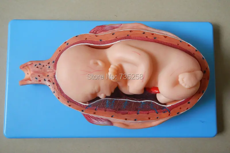 

Seven Months of Pregnancy Fetal Model,Model of The 28th Week of Pregnancy The Fetus
