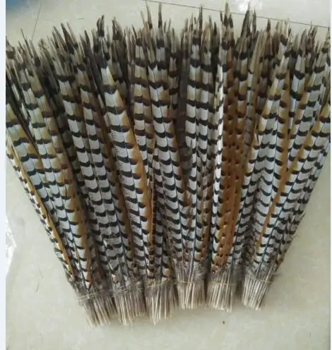 

Free Shipping 50PCS Natural Pheasant Tail Feather 50-55cm Lady Amherst Pheasant Feather Reeve pheasant feather For Aztec Dance