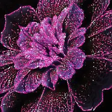 Алмаз живопись пользовательские фейерверк полный квадратный фиолетовый цветок розы Алмазная вышивка икона алмазной живописи эйген фото ИД Мубарак